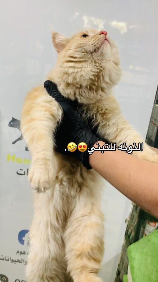 TikTok video thumbnail by home.cat766