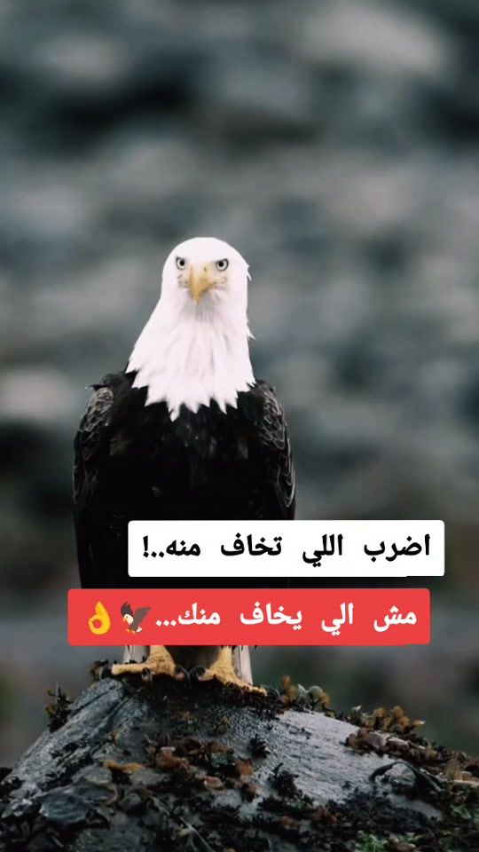 TikTok video thumbnail by ._al.d.h.i.y.b