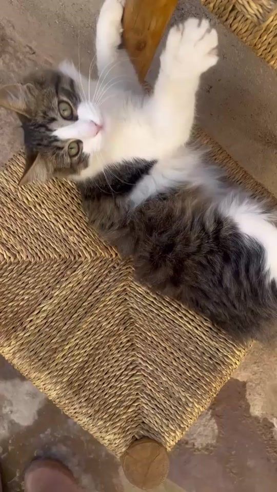 TikTok video thumbnail by explorewithrachid