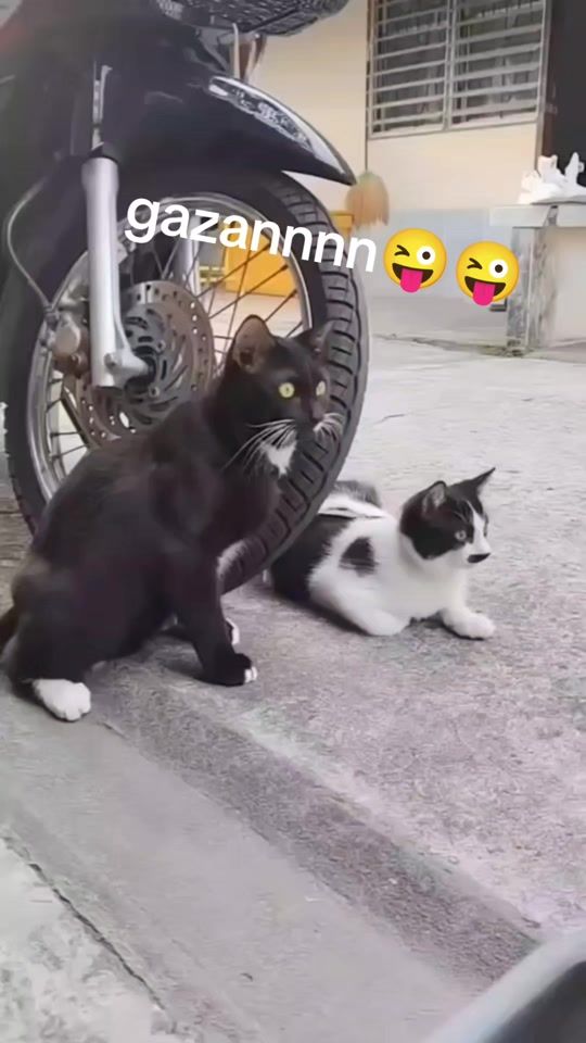 TikTok video thumbnail by saqna71