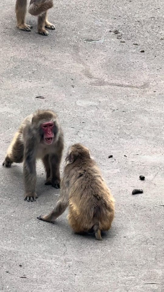 TikTok video thumbnail by _koba73_