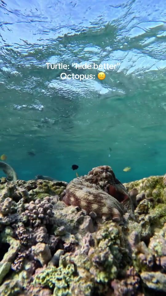 TikTok video thumbnail by masterreefguides