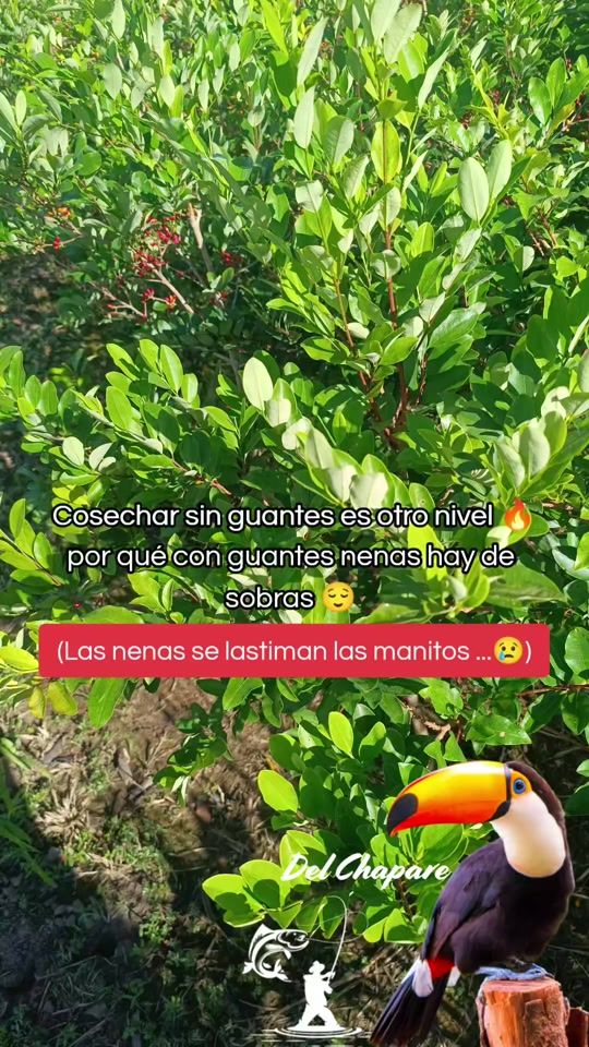 TikTok video thumbnail by del_chapare