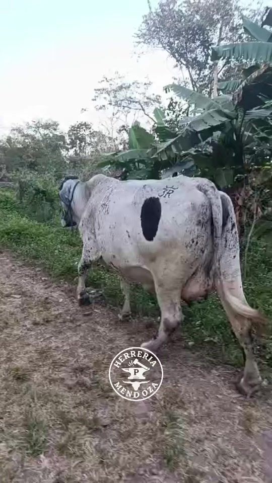 TikTok video thumbnail by mendozaeo