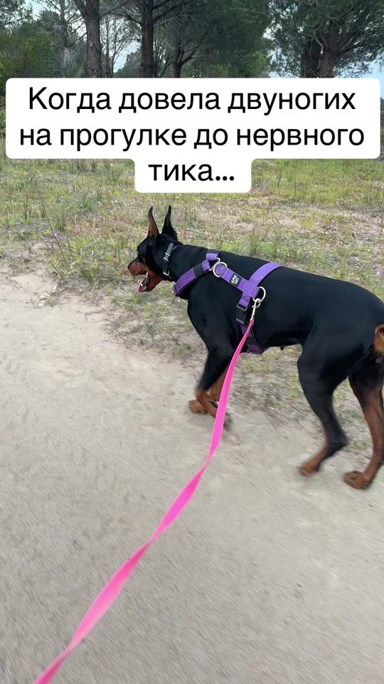 TikTok video thumbnail by dobie_mimi