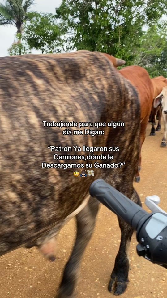 TikTok video thumbnail by mauriciolopez123