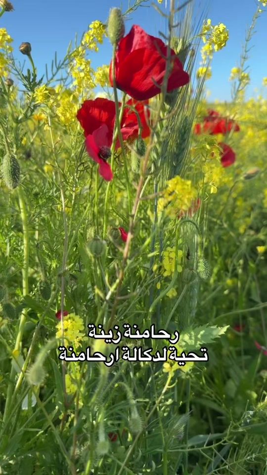 TikTok video thumbnail by hudabou44