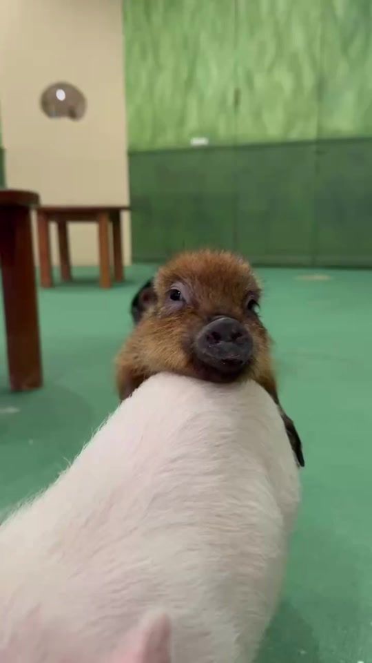 TikTok video thumbnail by mipigcafe