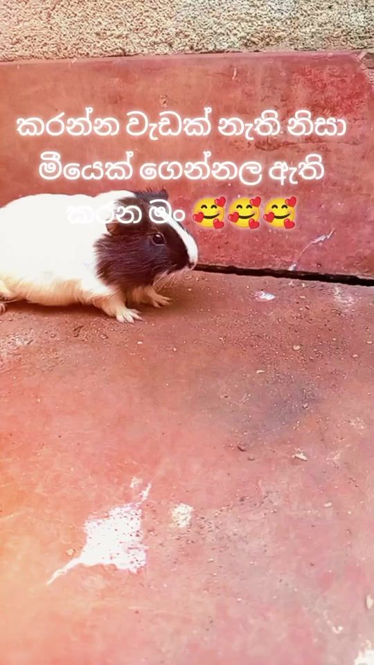 TikTok video thumbnail by wageeshchamara