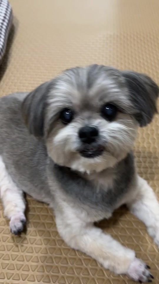 TikTok video thumbnail by dogjiji