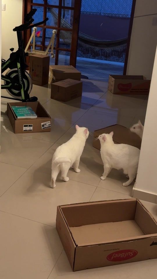 TikTok video thumbnail by kimepipi