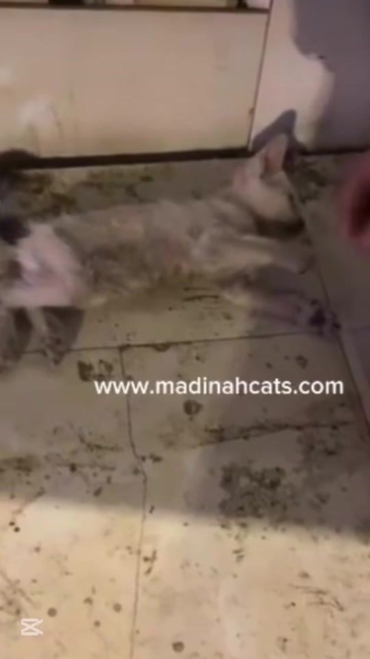 TikTok video thumbnail by mroan777
