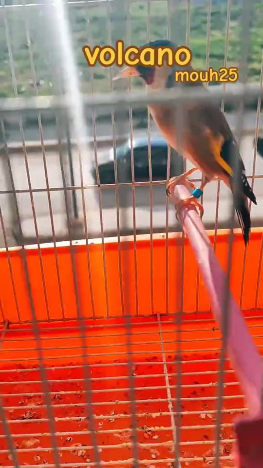 TikTok video thumbnail by adell_didi