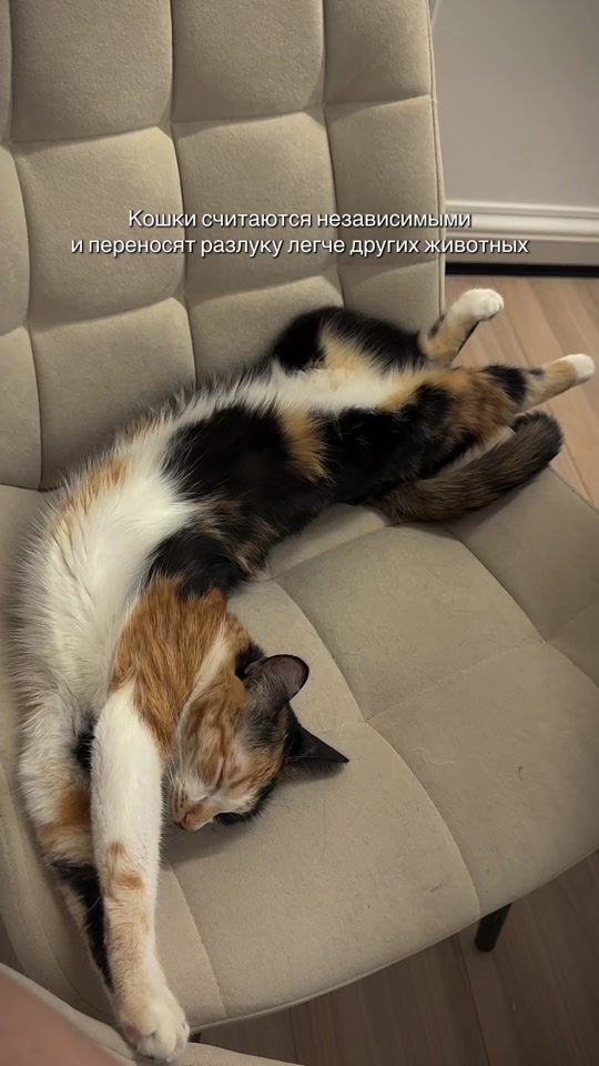 TikTok video thumbnail by tonini_grig