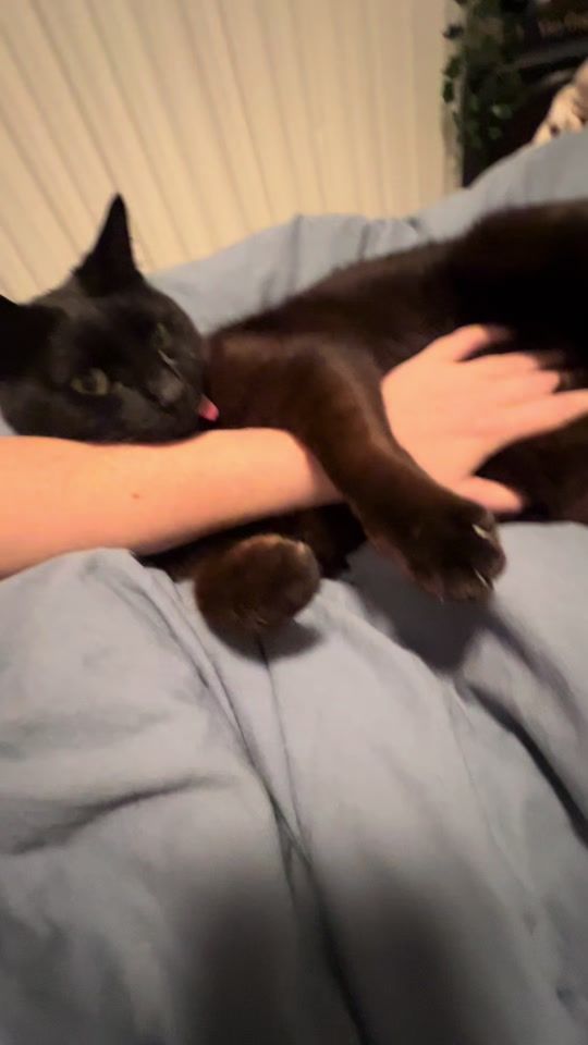 TikTok video thumbnail by zimesthecat