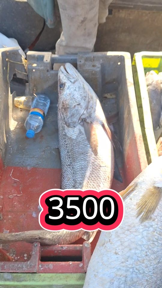 TikTok video thumbnail by sidi.07.poisson