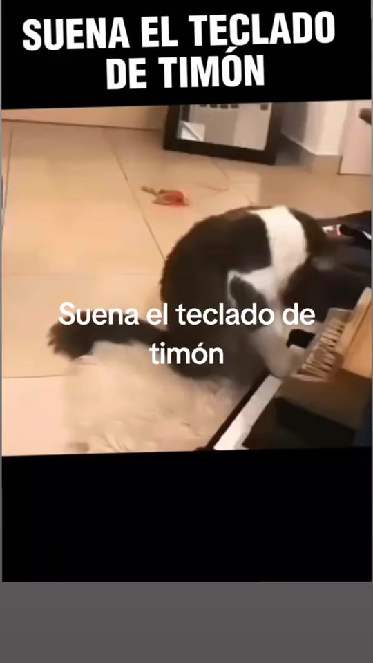 TikTok video thumbnail by fredys04