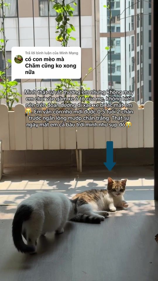 TikTok video thumbnail by _rinrin_45