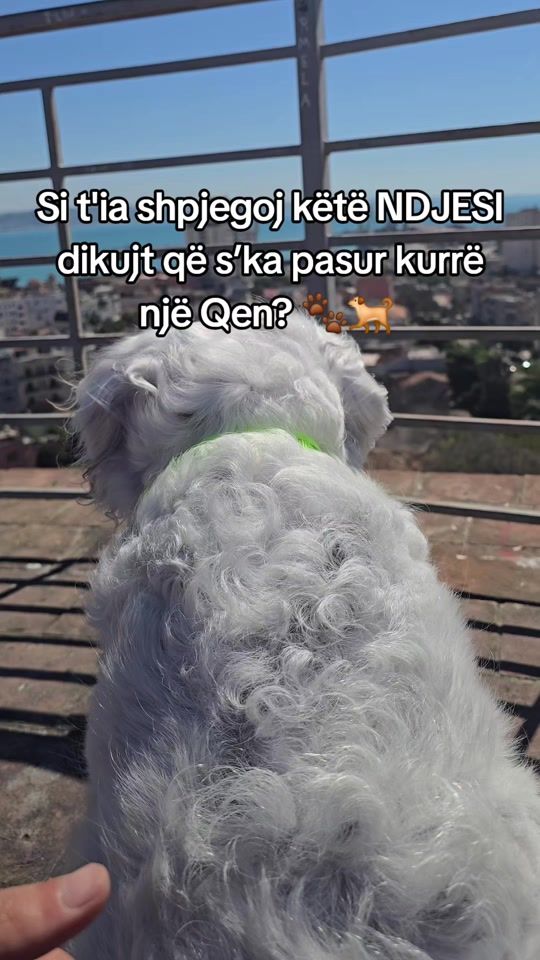 TikTok video thumbnail by coco.englishsetter