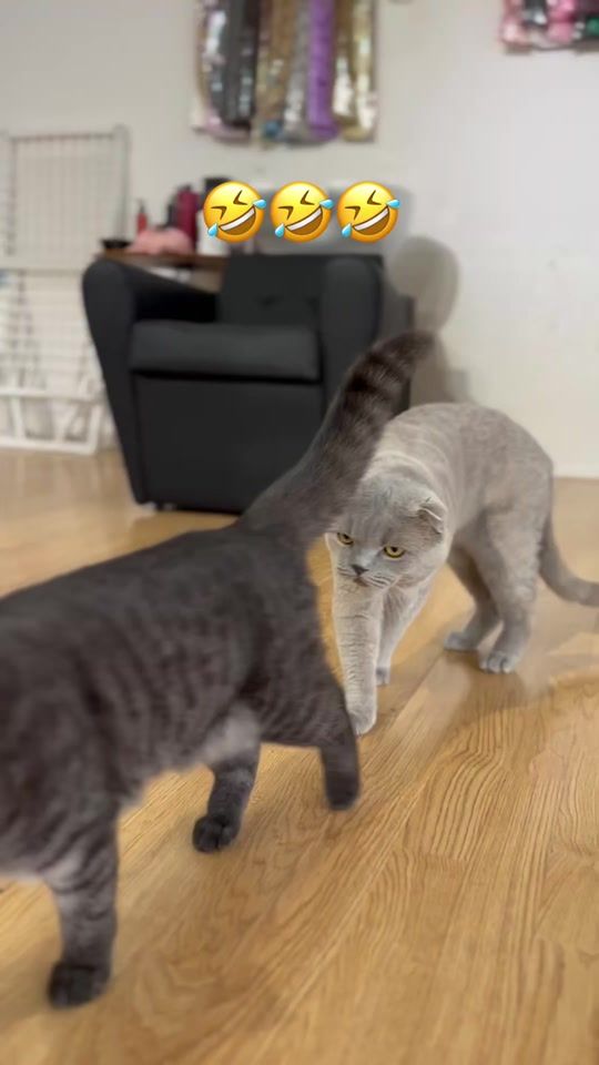 TikTok video thumbnail by inva.kurti