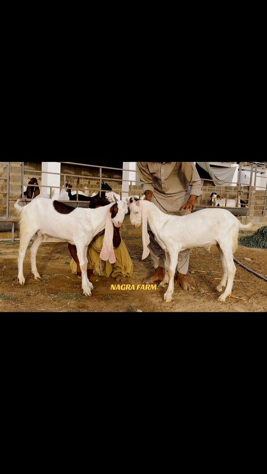 TikTok video thumbnail by nagrafarm1