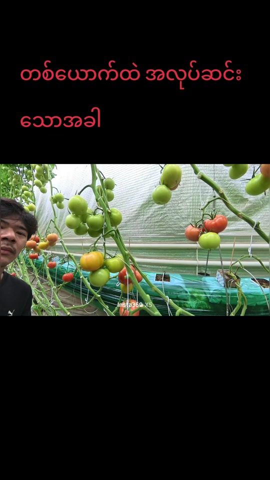 TikTok video thumbnail by aungthu325
