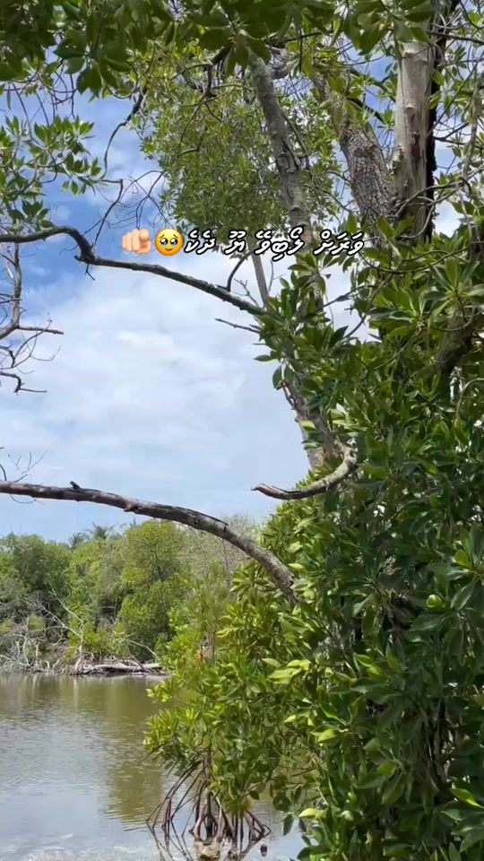 TikTok video thumbnail by stitchmv.49