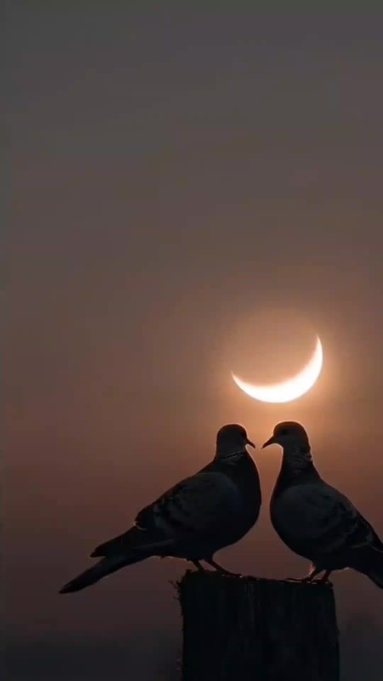 TikTok video thumbnail by chynar.garagulova