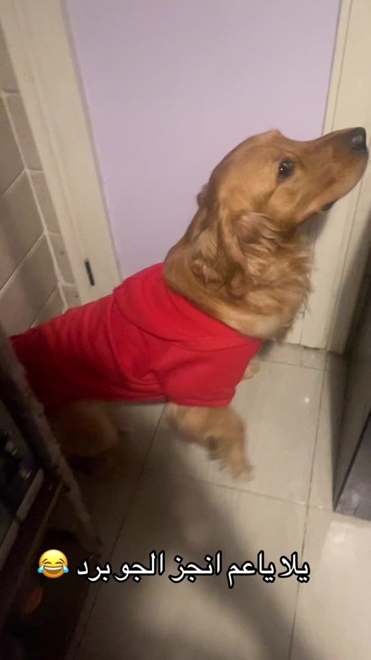 TikTok video thumbnail by leo.adventures10
