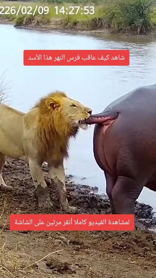 TikTok video thumbnail by med.kah