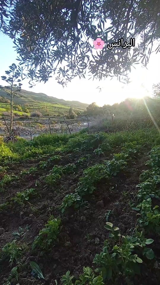 TikTok video thumbnail by safae.ely99