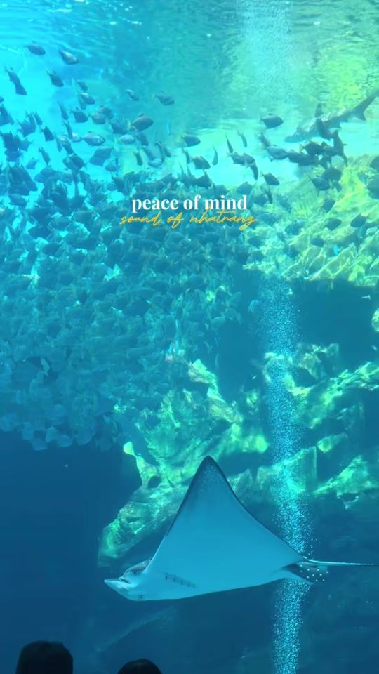 TikTok video thumbnail by far1304423