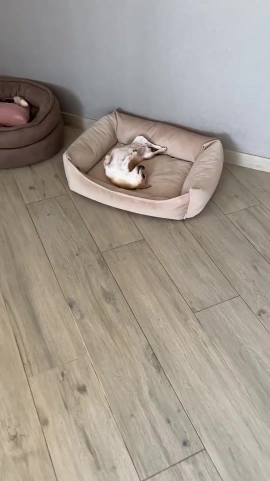 TikTok video thumbnail by rserg69