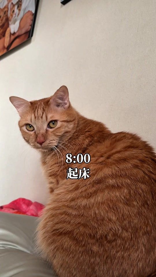 TikTok video thumbnail by tsuna_cat