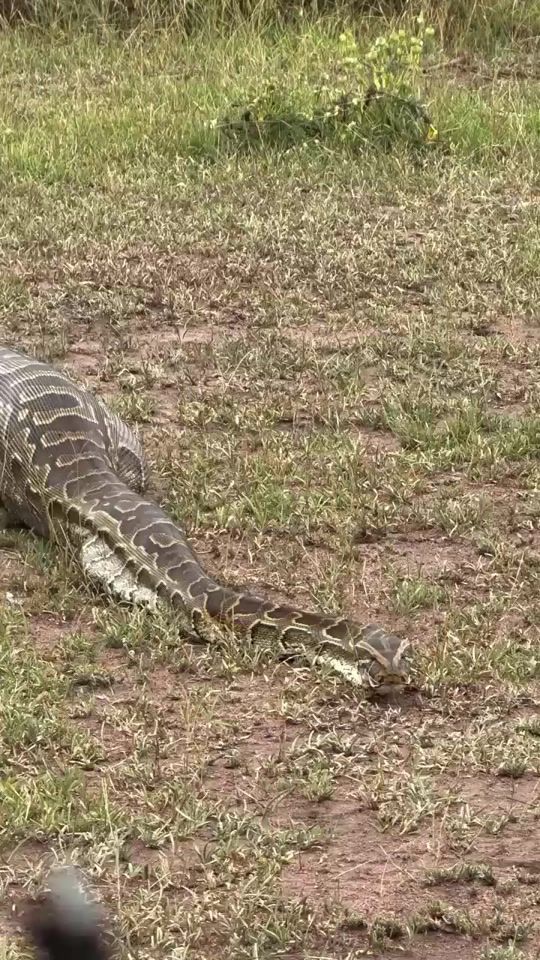 TikTok video thumbnail by wildlife.94