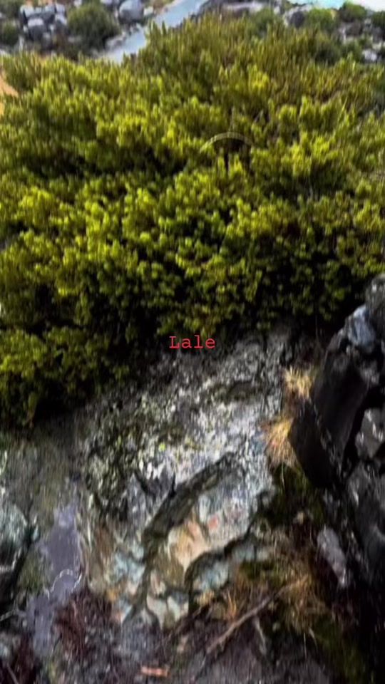 TikTok video thumbnail by lale_39