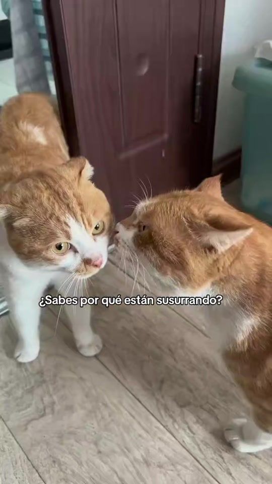 TikTok video thumbnail by funnykcats