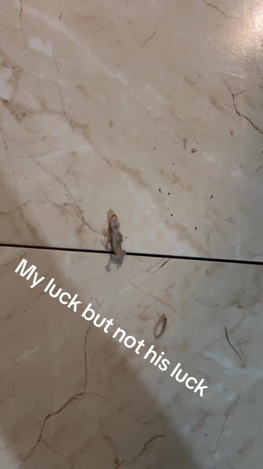 TikTok video thumbnail by antsbite37