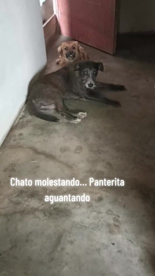 TikTok video thumbnail by ayudaaunpeludo.peru