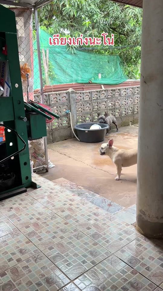 TikTok video thumbnail by nuan4297