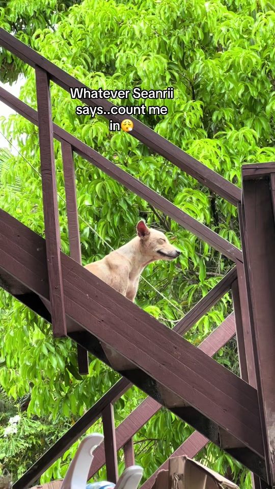 TikTok video thumbnail by ms_mute2
