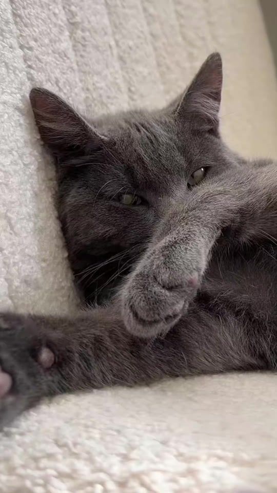 TikTok video thumbnail by funnykcats