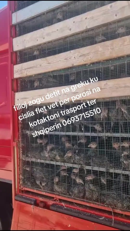 TikTok video thumbnail by pularia.mallakast