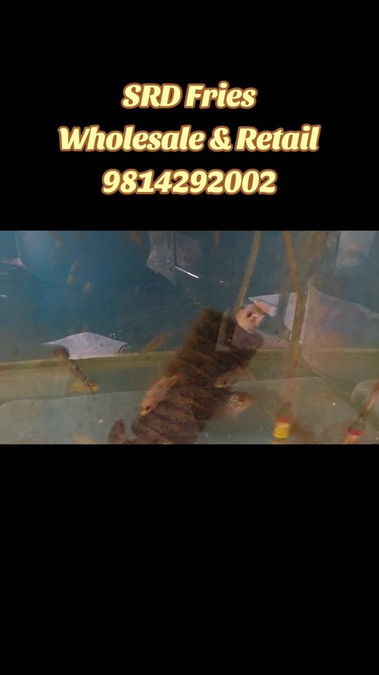 TikTok video thumbnail by aquafishworld2075
