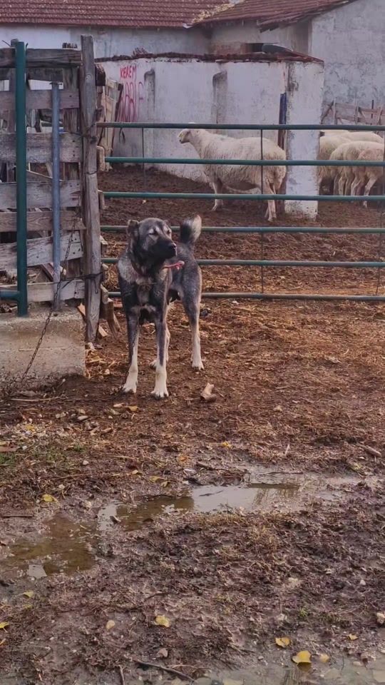 TikTok video thumbnail by kangal.tr2675