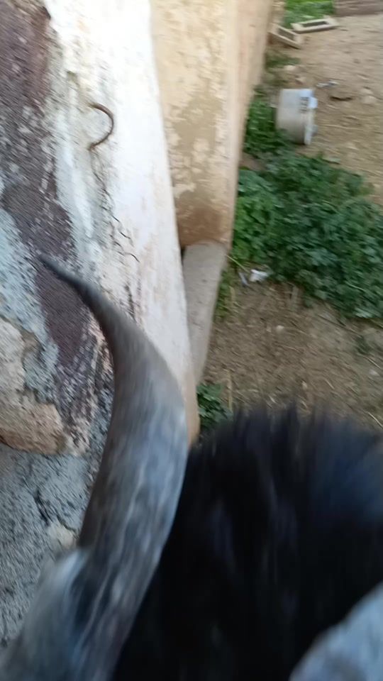 TikTok video thumbnail by katchoubatna2