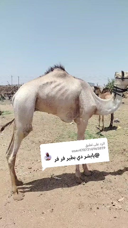 TikTok video thumbnail by mahmoudmubarak141