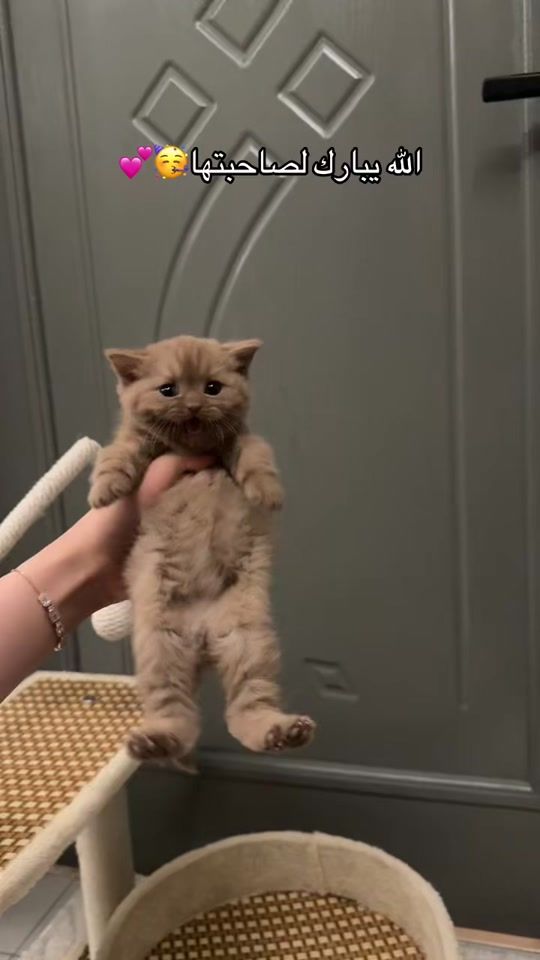 TikTok video thumbnail by bllcrr