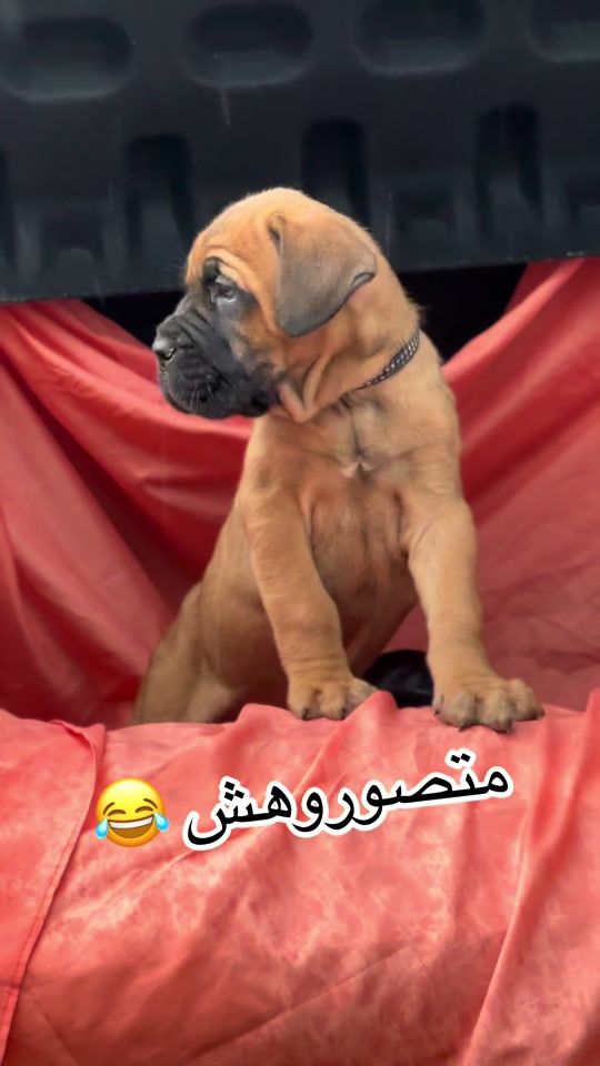 TikTok video thumbnail by hanihamza21