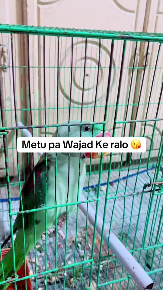 TikTok video thumbnail by sunnnykhaan
